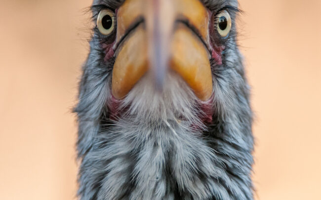 Southern Yellow Hornbill • Central Kalahari Game Reserve, Botswana