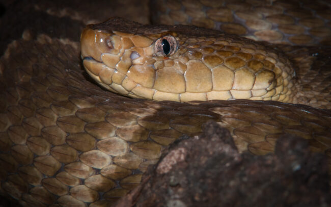 Fer-De-Lance • Madidi National Park, Bolivia
