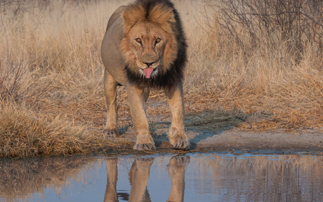 Lion at Water Hole • Central Kalahari Game Reserve, Botswana