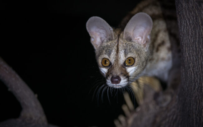 Genet • Linyanti Concession, Botswana