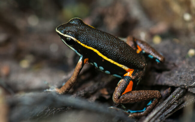 Lutzs Dart Frog • Madidi National Park, Bolivia