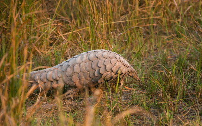 Pangolin • Linyanti Concession, Botswana