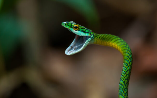 Green Parrot Snake • Madidi National Park, Bolivia