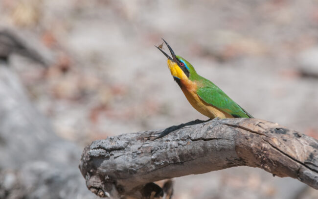 Little Bee Eater • Linyanti Swamp, Botswana