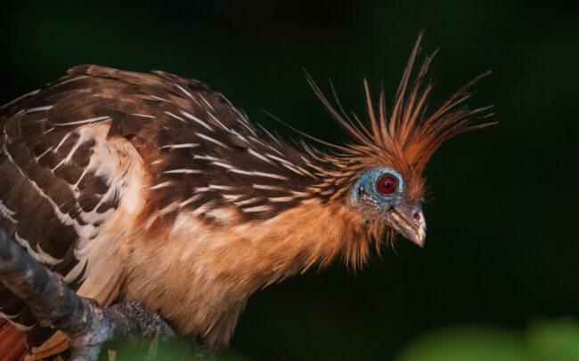 Hoatizin • Madidi National Park, Bolivia