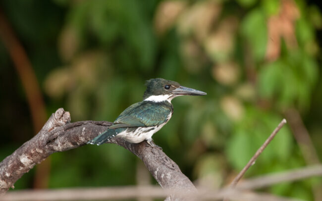 Amazon Kingfisher • Madidi National Park, Bolivia