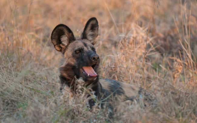 African Wild Dog • Linyanti, Botswana