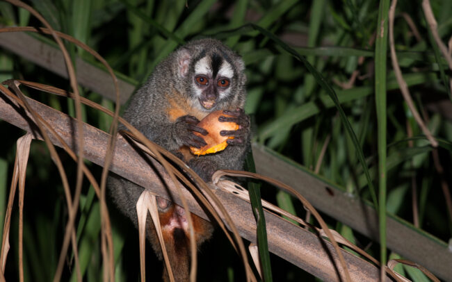 Night Monkey • Pampas Region, Bolivia