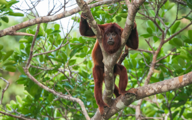 Red Howler Monkey • Madidi National Park, Bolivia