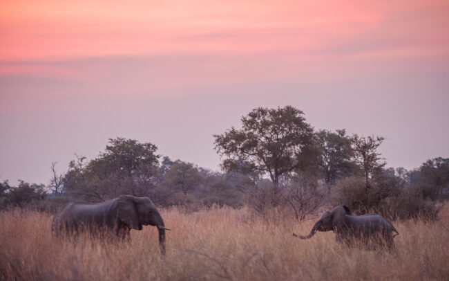 Elephants at Twilight • Linyanti Concession, Botswana