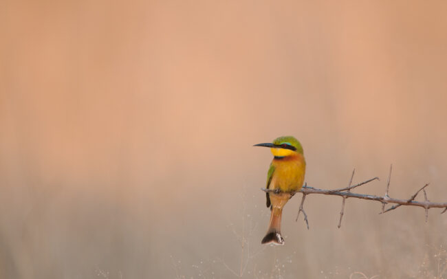 Little Bee Eater • Okavango Delta, Botswana