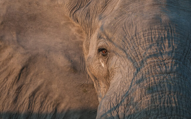 Elephant Eye • Okavango Delta, Botswana
