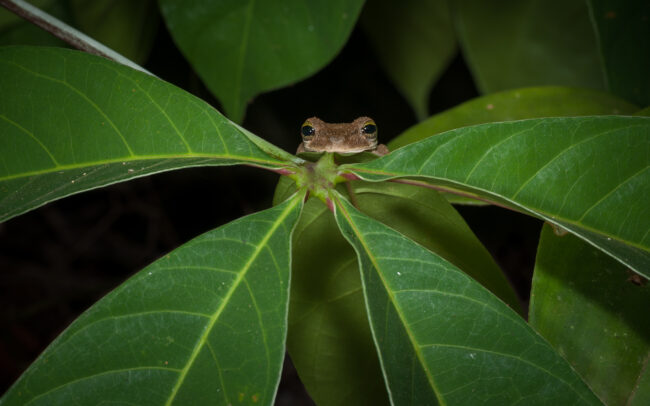 Giant Broad-Headed Frog • Madidi National Park, Bolivia