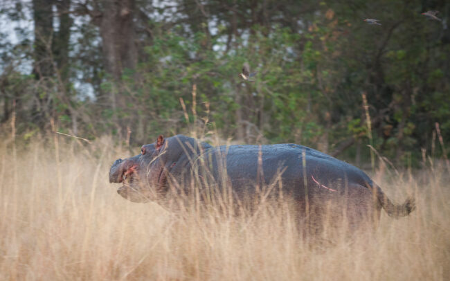 Hippo on the Run • Okavango Delta, Botswana