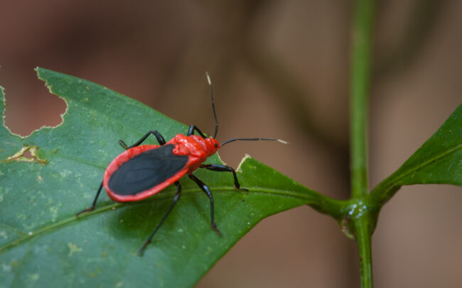 Milkweed Bug • Madidi National Park, Bolivia