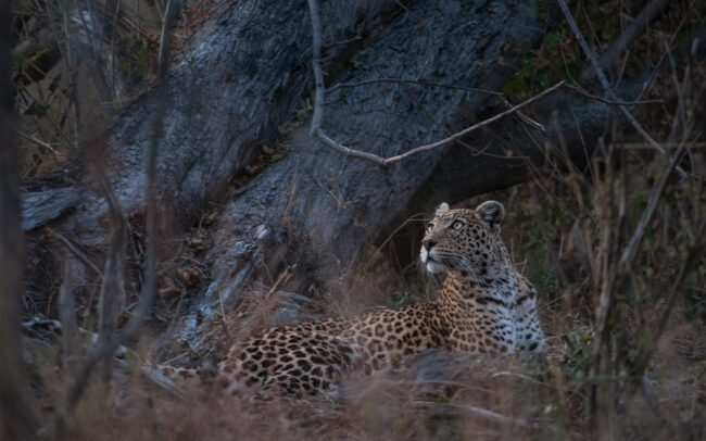 Leopard at Rest • Okavango Delta, Botswana