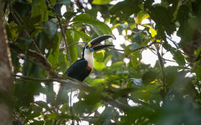 White-Throated Toucan • Madidi National Park, Bolivia