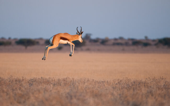 Pronking Springbok • Central Kalahari Game Reserve, Botswana