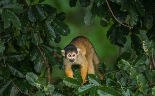 Yellow Squirrel Monkey • Madidi National Park, Bolivia