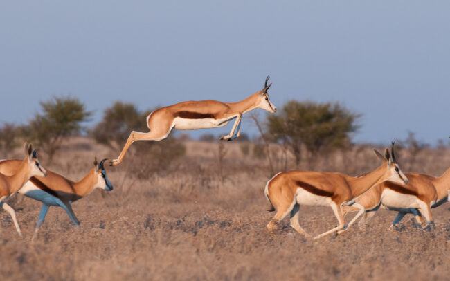 Pronking Springbok • Central Kalahari Game Reserve, Botswana
