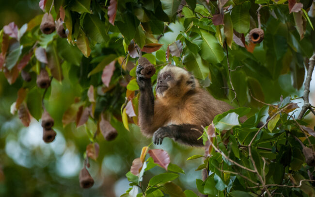 Brown Capuchin Monkey • Madidi National Park, Bolivia