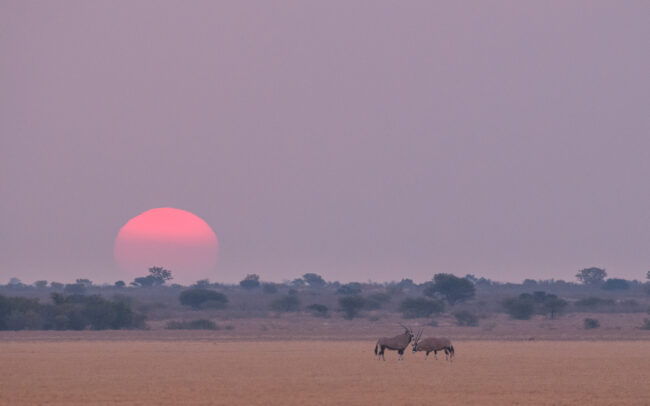Oryx and Sun • Central Kalahari Game Reserve, Botswana