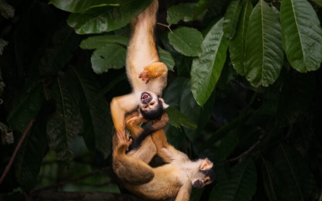 Yellow Squirrel Monkey • Madidi National Park, Bolivia