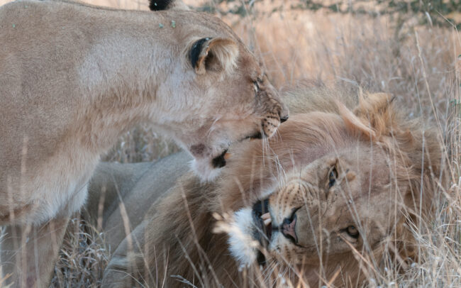 Male and Female Lion • Central Kalahari Game Reserve, Botswana