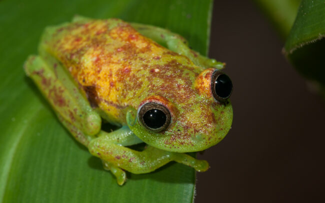 Polka Dot Tree Frog • Madidi National Park, Bolivia