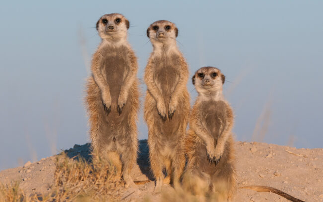 Meerkat Family Portrait • Makgadikgadi Pan, Botswana