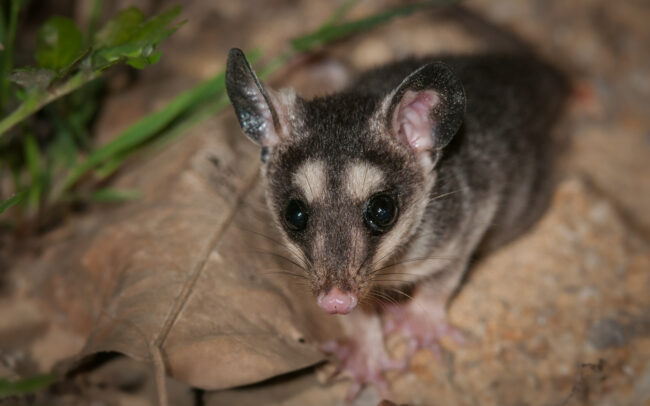 Mouse Opossum • Pampas Region, Bolivia