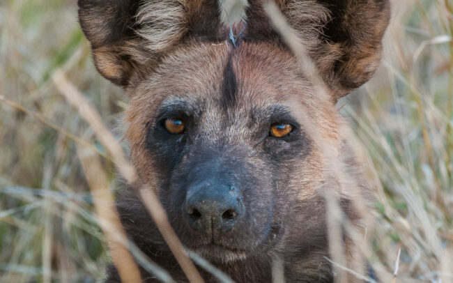 African Wild Dog • Linyanti, Botswana