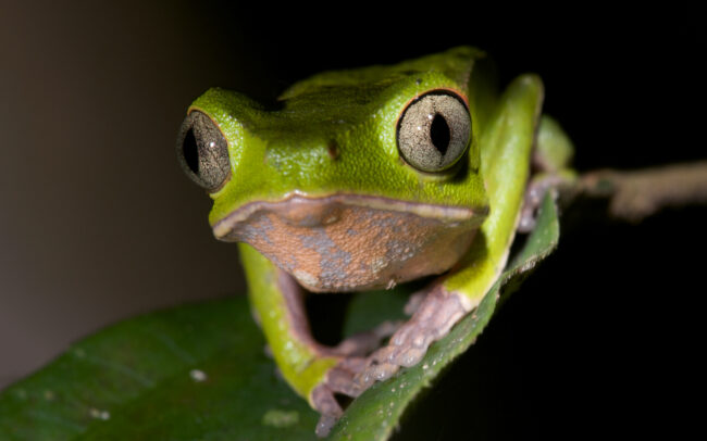 Green Leaf Frog • Madidi National Park, Bolivia