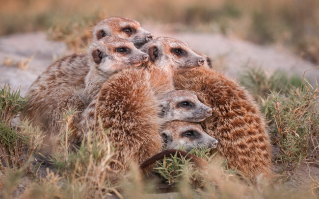 Meerkat Bundle • Makgadikgadi Pan, Botswana