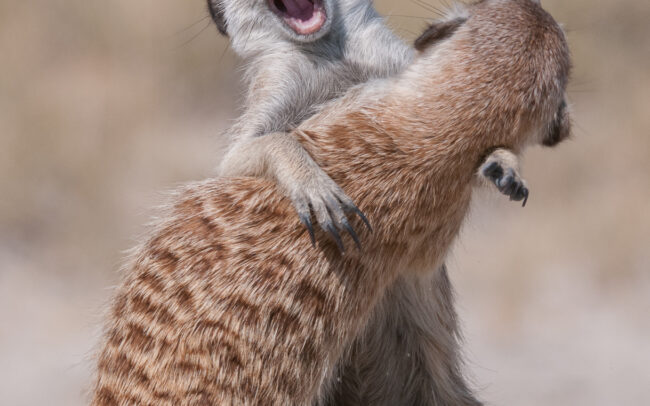 Meerkat Fight • Makgadikgadi Pan, Botswana