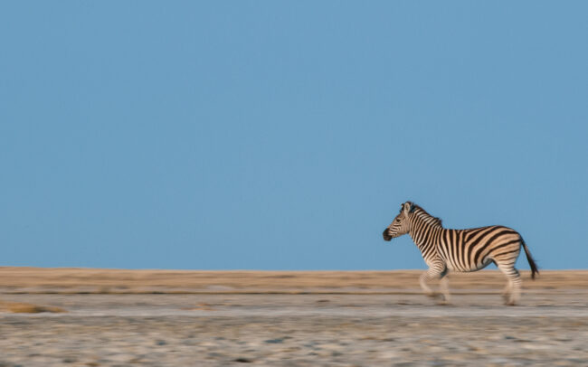 Zebra • Makgadikgadi Pan, Botswana