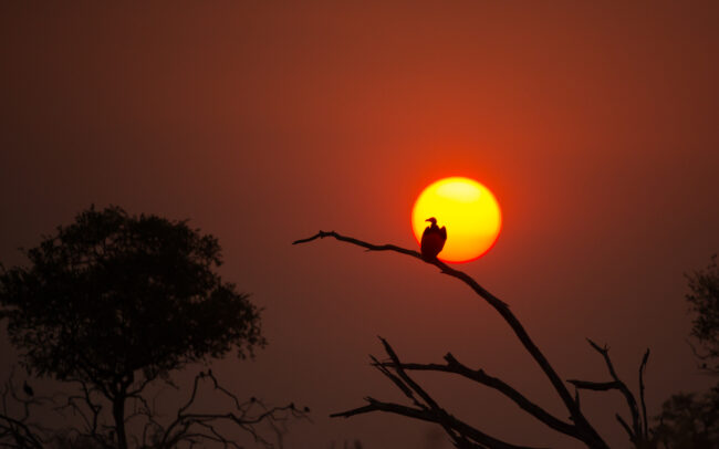 Vulture and Sun • Linyanti Concession, Botswana
