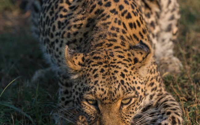 Leopard • Linyanti Concession, Botswana