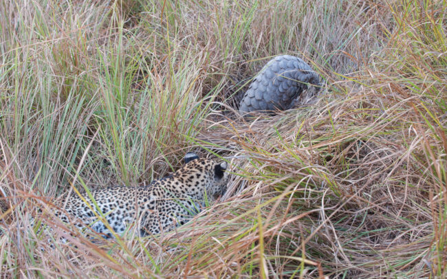 Leopard Stalking Pangolin • Linyanti Concession, Botswana