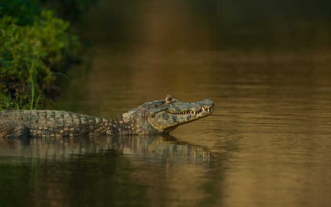 Spectacled Caiman • Yucama River, Pampas Region, Bolivia