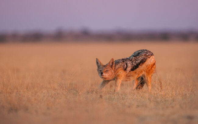 Black Backed Jackal •Linyanti Concession, Botswana