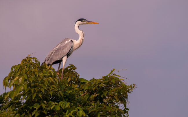White Necked Heron • Tuichi River, Pampas Region, Bolivia