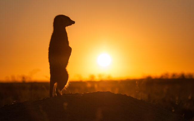 Meerkat Silhouette • Makgadikgadi Pan, Botswana