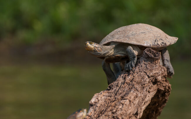 Spotted River Turtles • Yucama River, Pampas Region, Bolivia