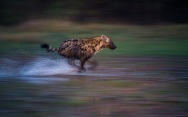 Spotted Hyena • Linyanti Concession, Botswana