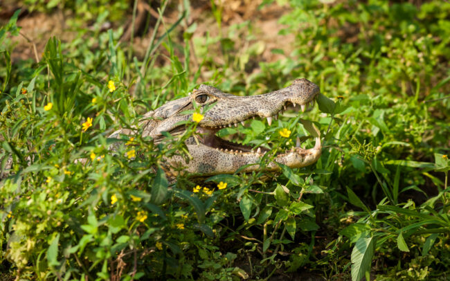 Spectacled Caiman • Yucama River, Pampas Region, Bolivia