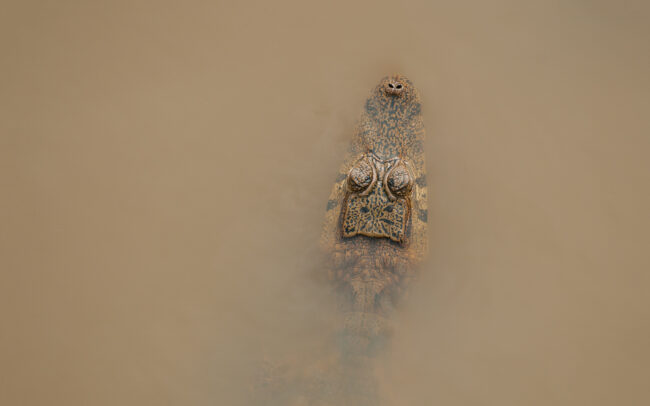 Spectacled Caiman • Yucama River, Pampas Region, Bolivia
