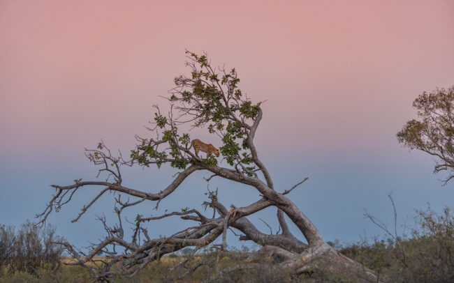 Leopard on Fallen Tree • Linyanti Concession, Botswana