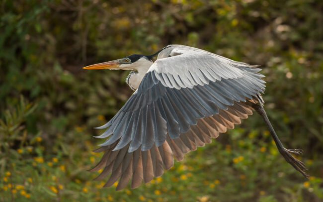White Necked Heron • Tuichi River, Bolivia