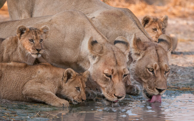 Lions at Water Hole • Central Kalahari Game Reserve, Botswana